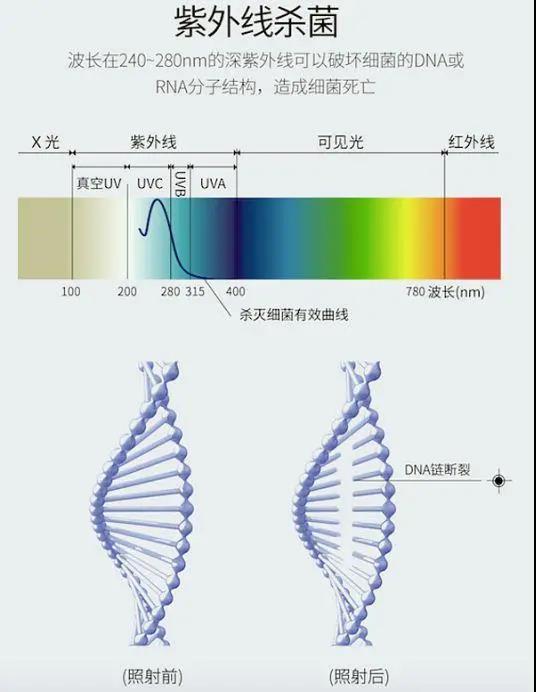 紫外线杀菌原理